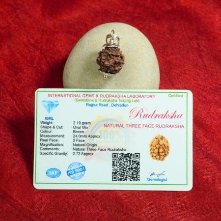 3 Mukhi Rudraksha / Three Face Rudraksha / Nepali Rudraksha with Certificate